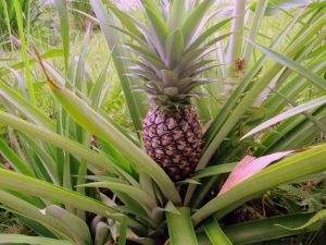 ananas
