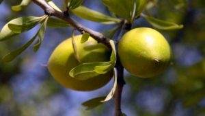 argan