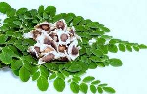 moringa-biljka