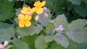 rusa trava za liječenje papiloma