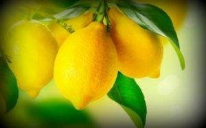 limun-dijeta