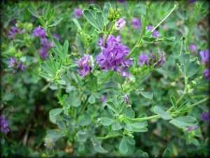 alfalfa