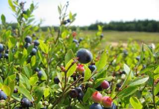 borovnica za regulaciju-šećera u krvi