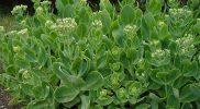sedum-spectabile
