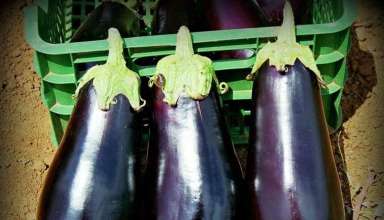 Bole vas zglobovi? Ovo je lijek.