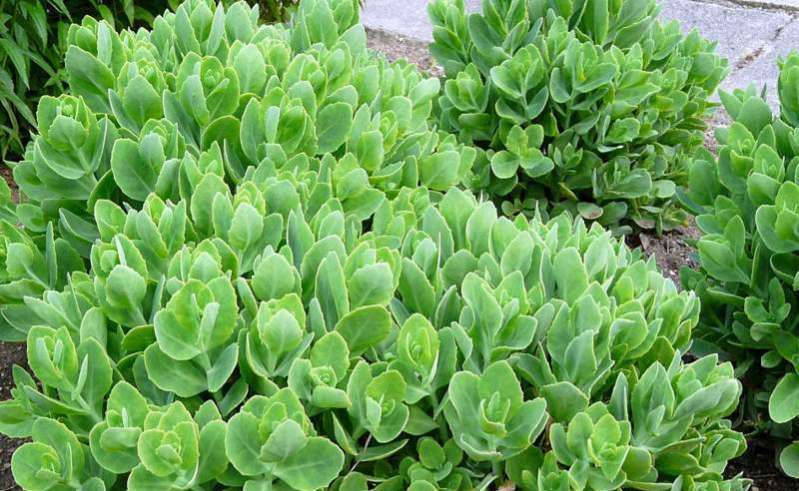 Ovaj lijek je mnogima izliječio sterilitet