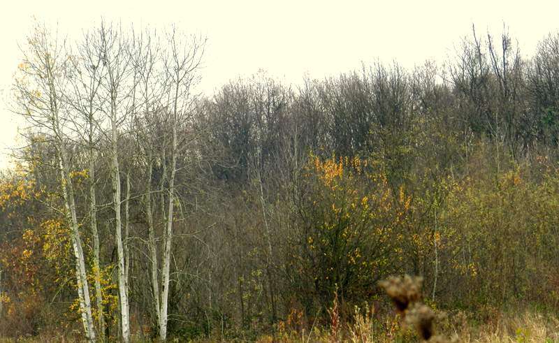 Spasimo narodnu medicinu