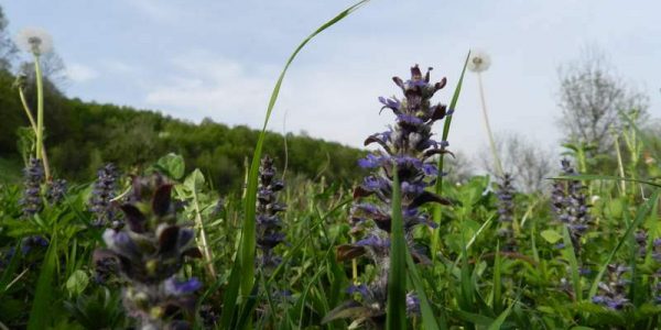 univerzalni-lijek-006