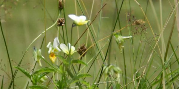 univerzalni-lijek-008