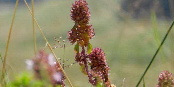 univerzalni-lijek-009