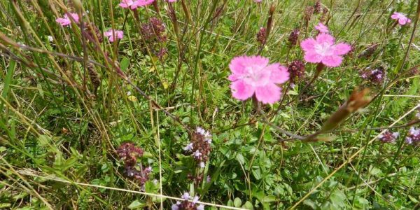 univerzalni-lijek-010