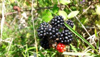 Lijek za malokrvnost