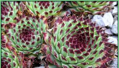 Biljke koje štite bubrege