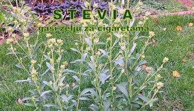 Stevia