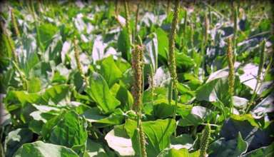 biljka koja olakšava odvikavanje od pušenja