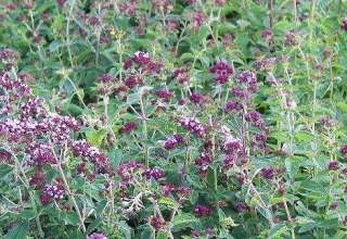 Ulje od divljeg origana