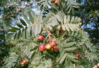 Oskoruša -kao-regulator-šećera-u-krvi.