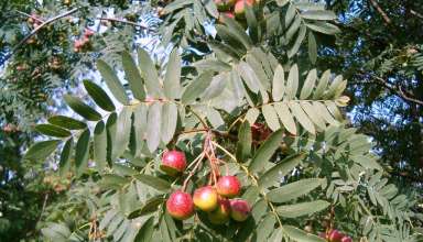 Oskoruša -kao-regulator-šećera-u-krvi.