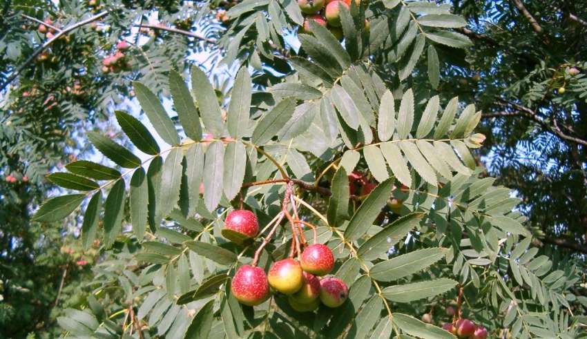 Oskoruša -kao-regulator-šećera-u-krvi.