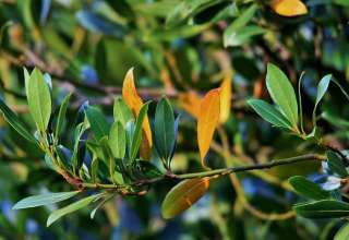 Prijeki lijek protiv kašlja