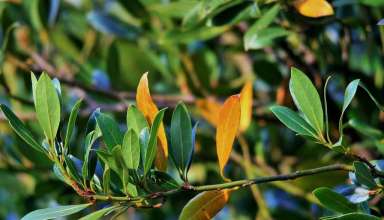 Prijeki lijek protiv kašlja