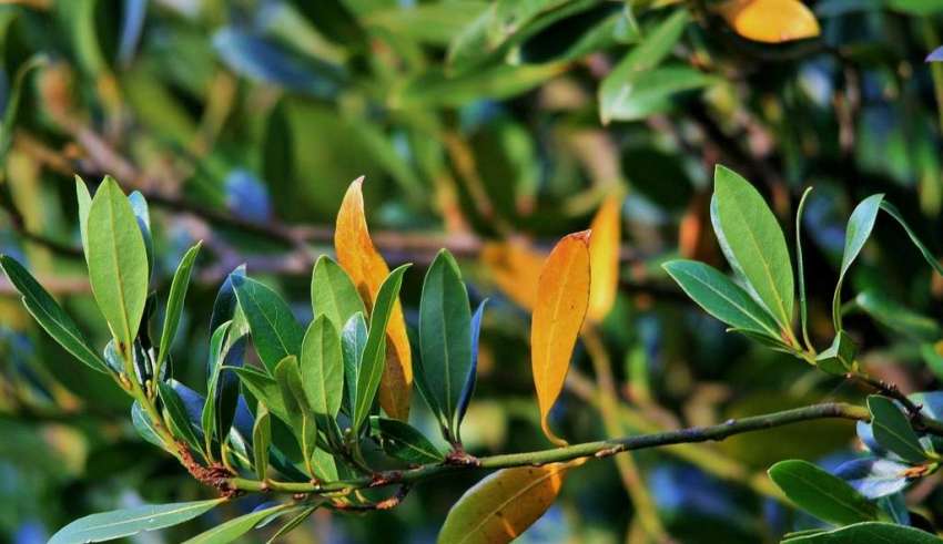 Prijeki lijek protiv kašlja