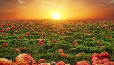 Prirodni lijek za prostatu